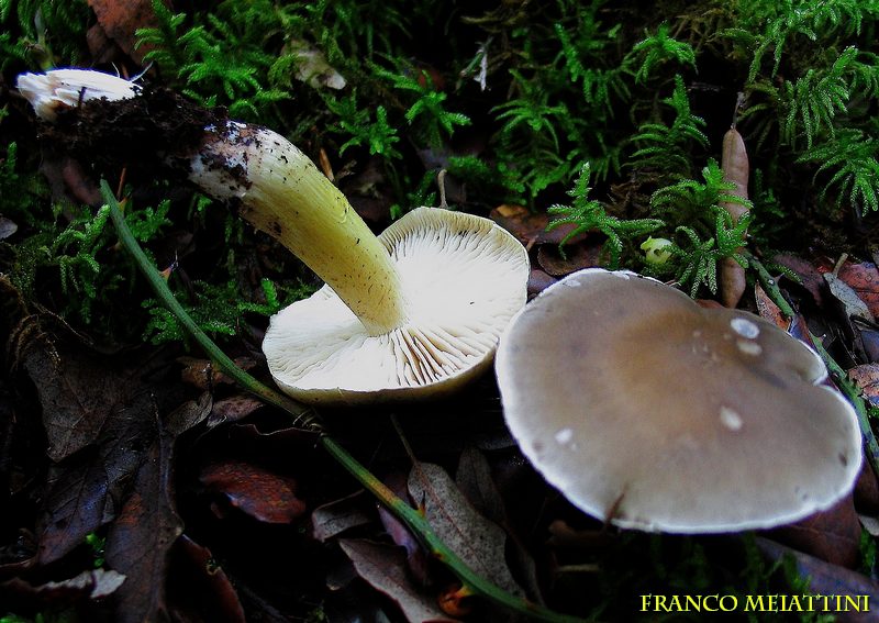 Proposta di studio di Tricholoma saponaceum